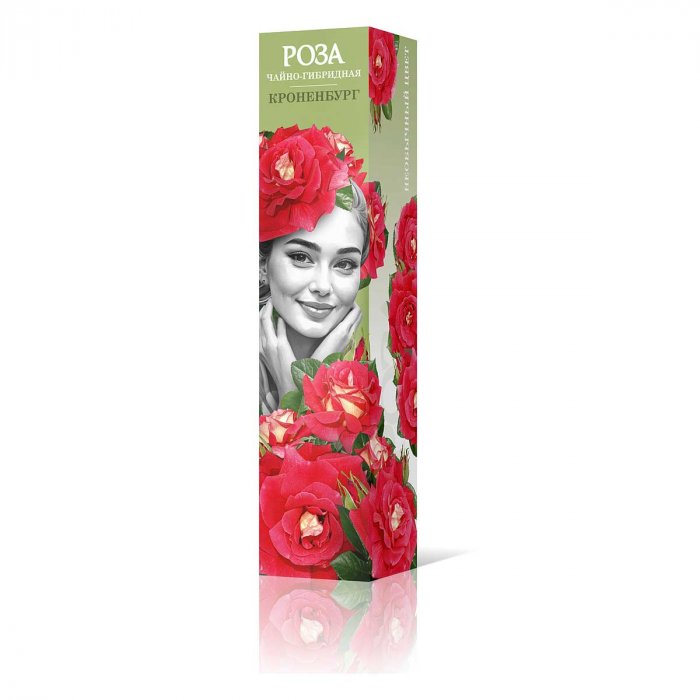 Роза чайно-гибридная "Кроненбург". Садовита.