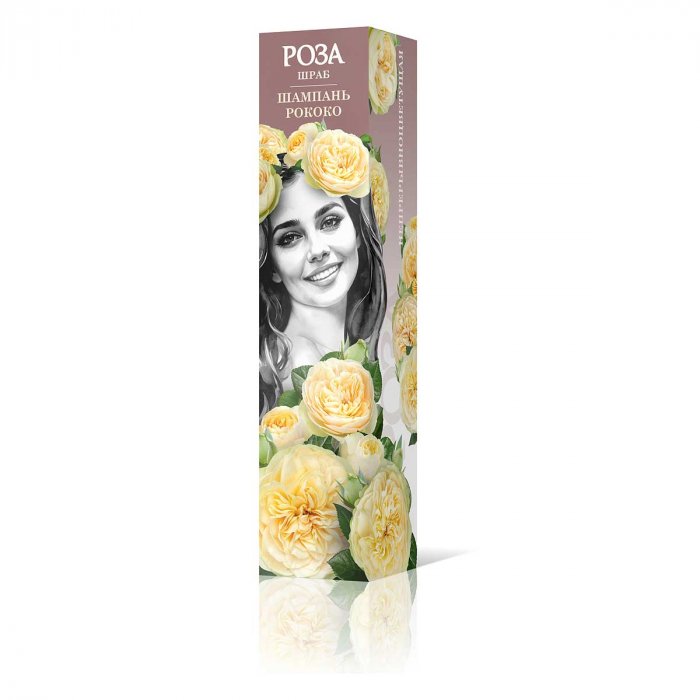 Роза шраб "Шампань рококо". Садовита.