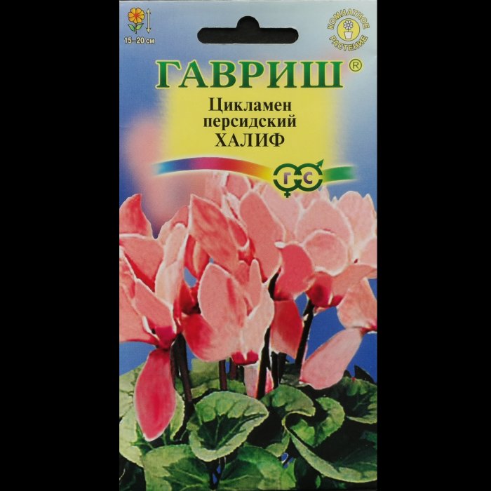Цикламен "Халиф", персидский, 3 шт. Гавриш.